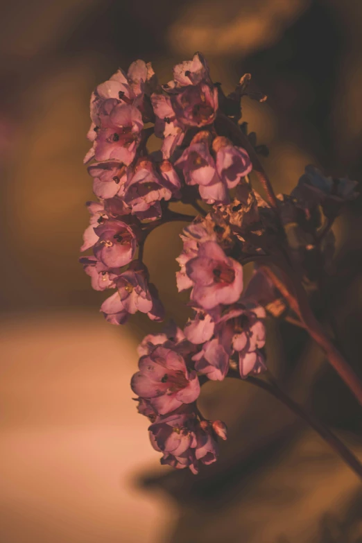 a close up of a flower with blurry background