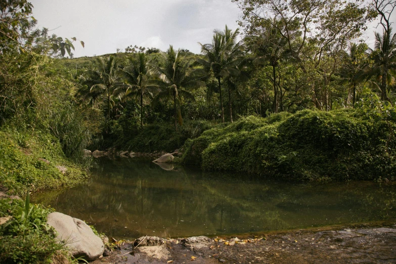 the jungle has water and rocks and tropical plants