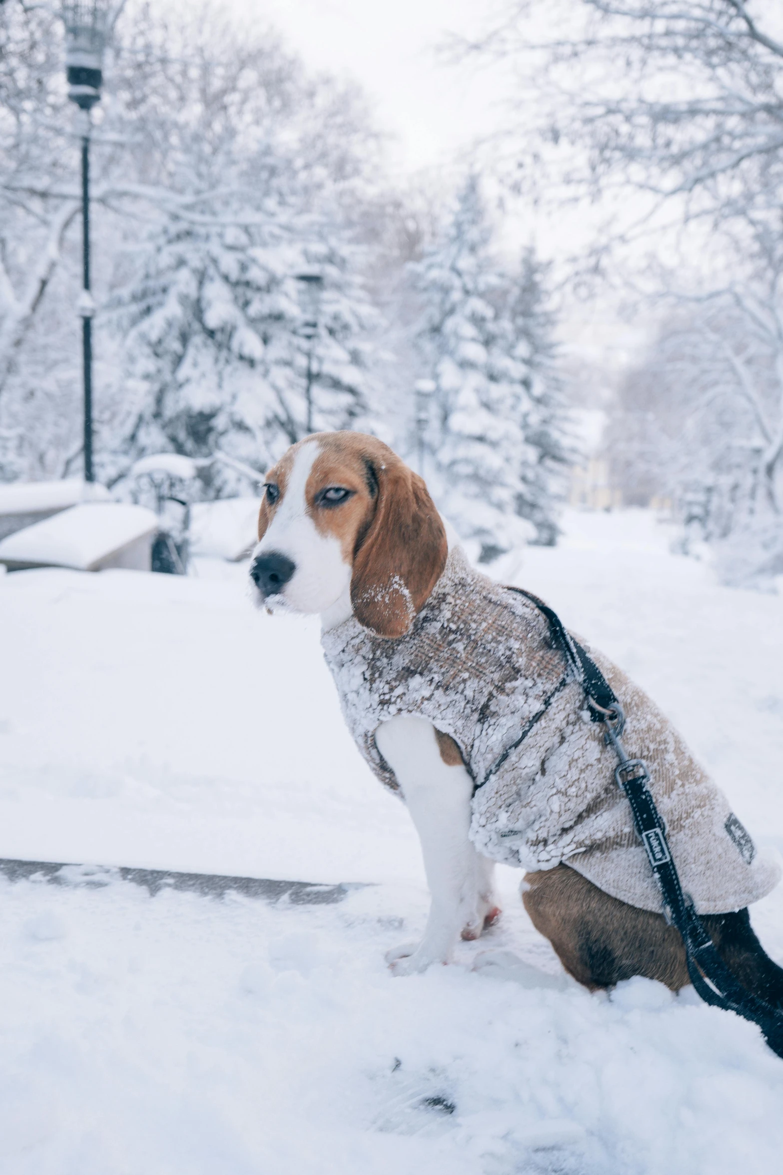 a dog is sitting on the snow in a park