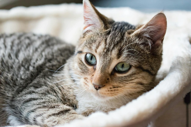 cat with blue eyes laying on blanket looking up