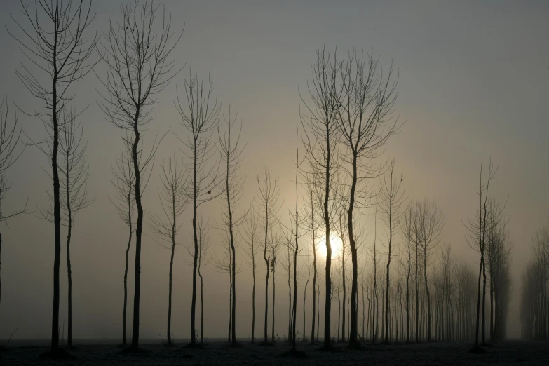 a group of trees that have the sun peeking through