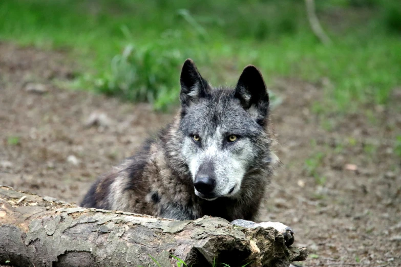 an angry wolf looks out over the woods