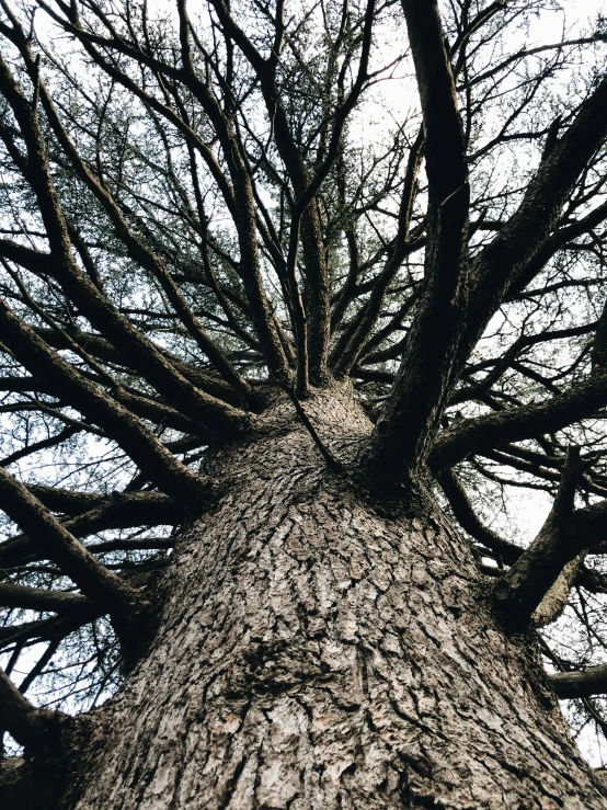 looking up through the nches of trees in winter