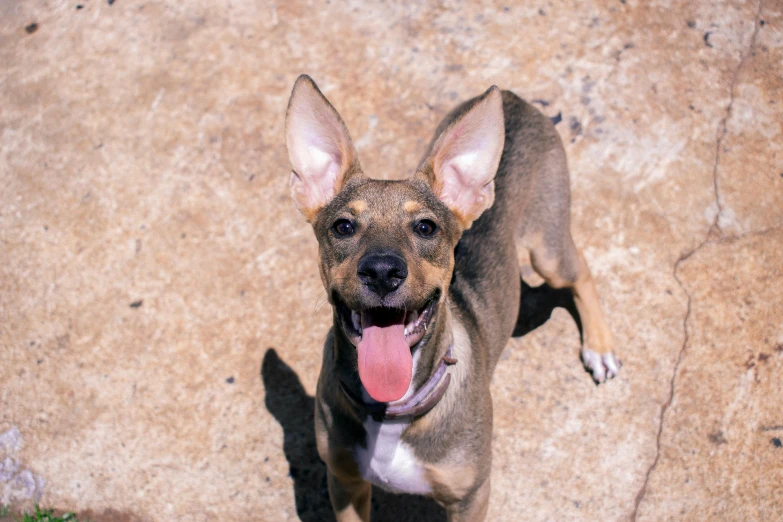 a brown and white dog with it's tongue hanging out