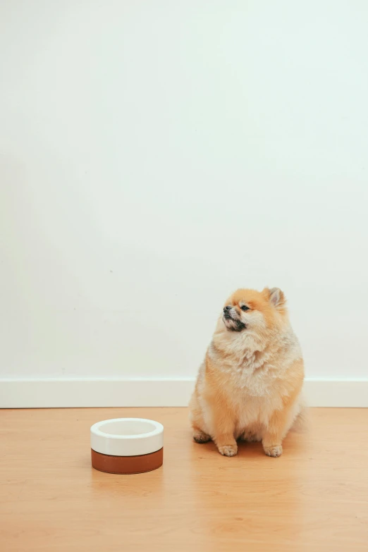 a pomeranian is standing in front of the food dish