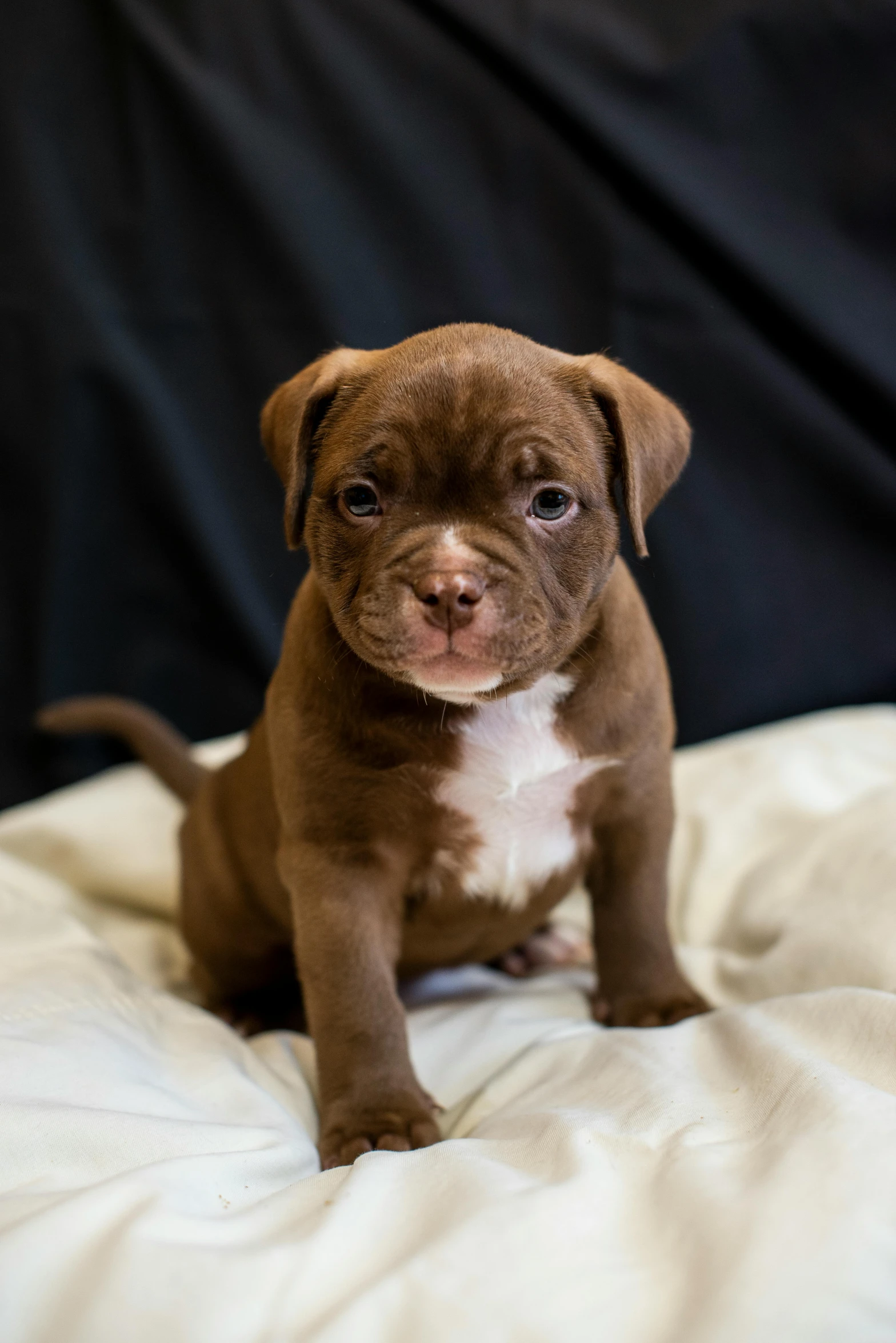 a cute puppy standing on a white blanket