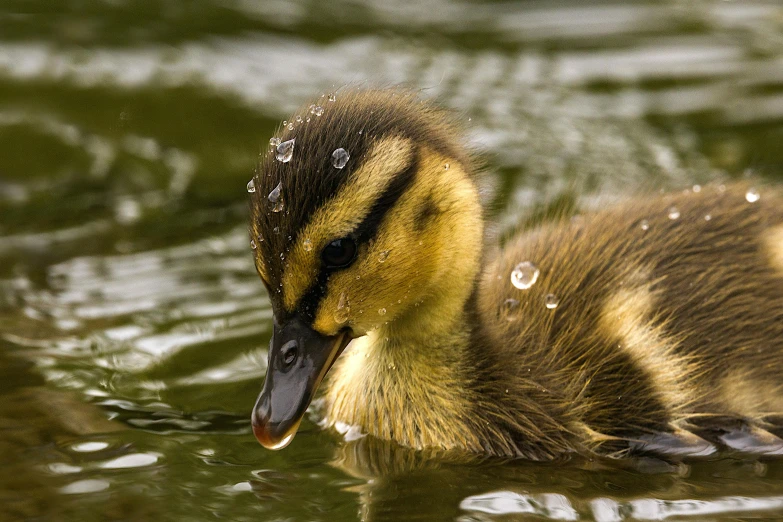 duckling swimming in a lake with droplets of water