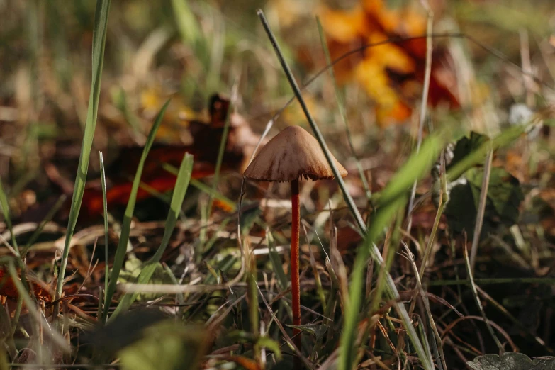 a small brown mushroom in a green grassy field