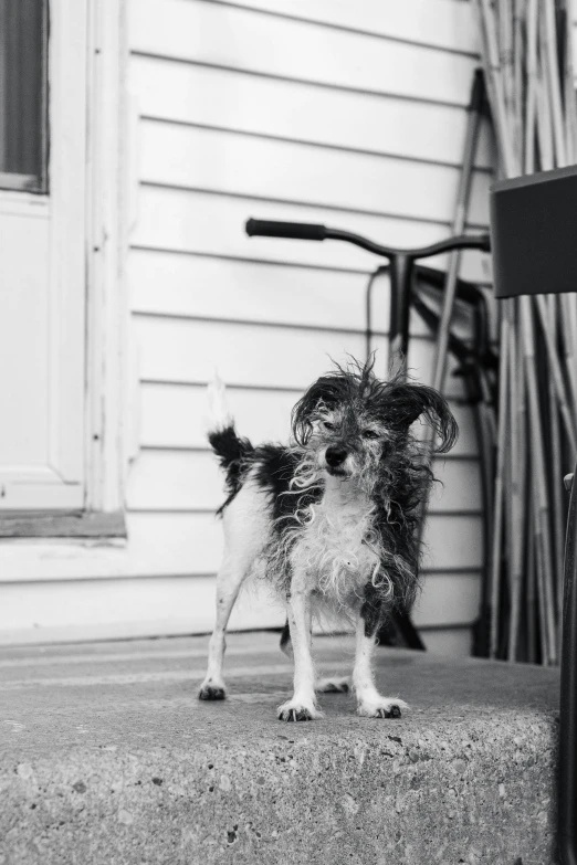 a small dog has long hair on it's head