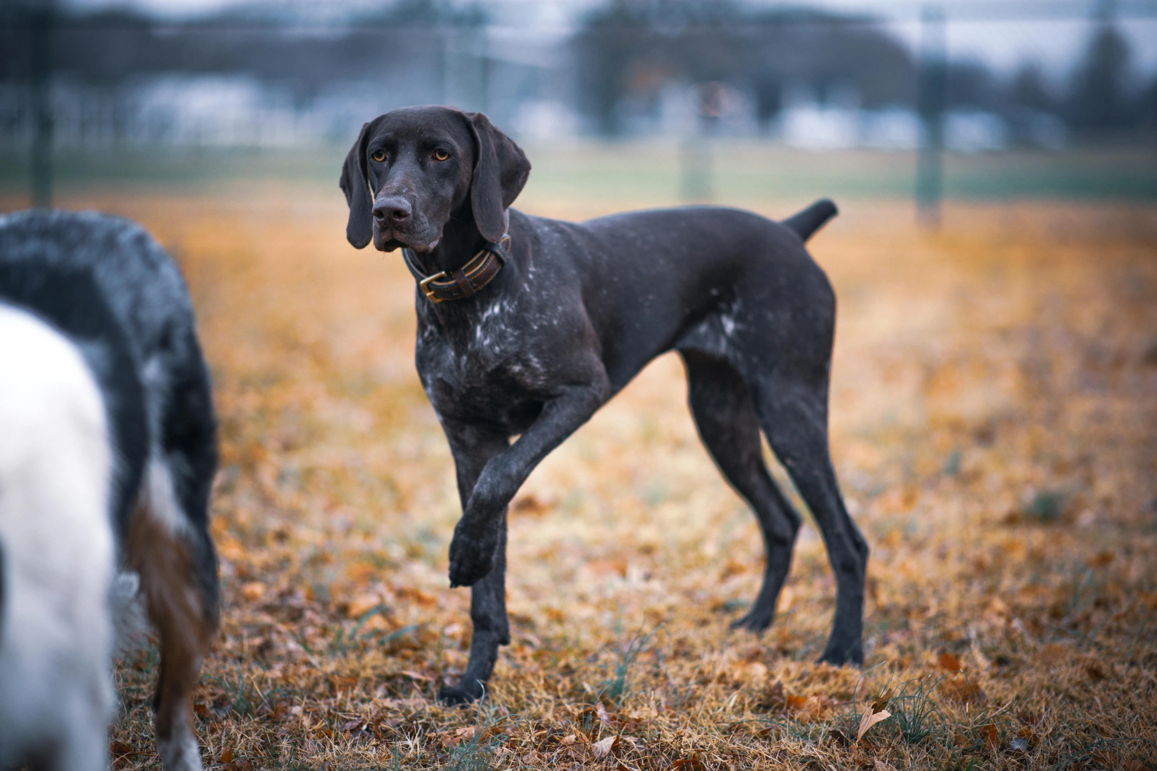 a black dog standing next to another brown dog