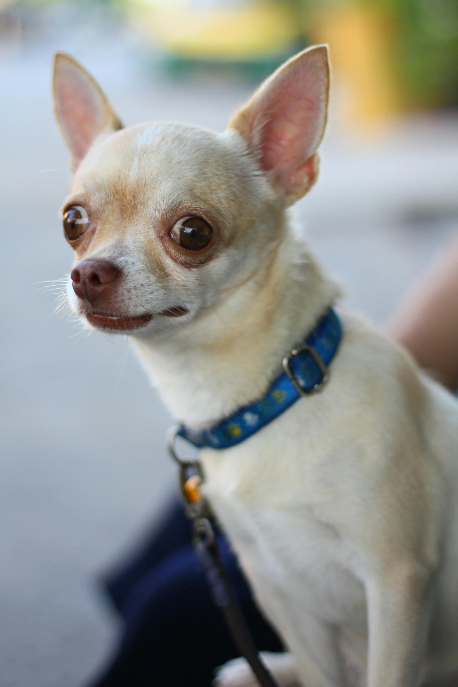 small white dog with light brown eyes sitting on lap