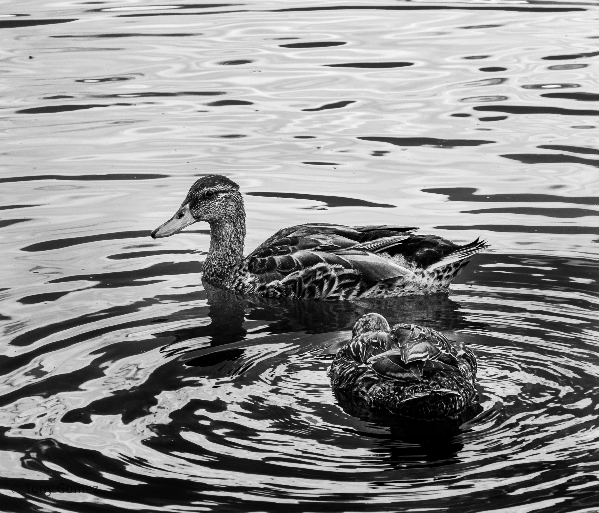 two ducks are swimming near each other in the water