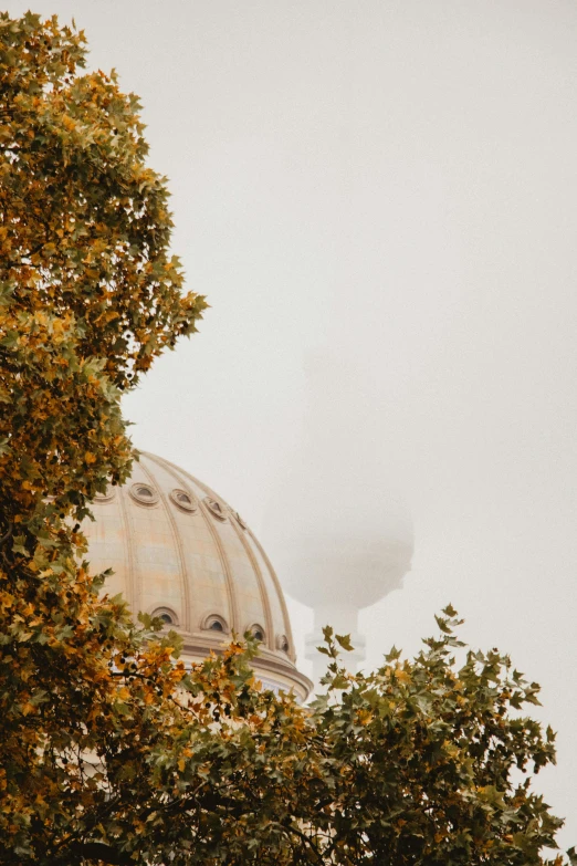 the dome is on top of this tree