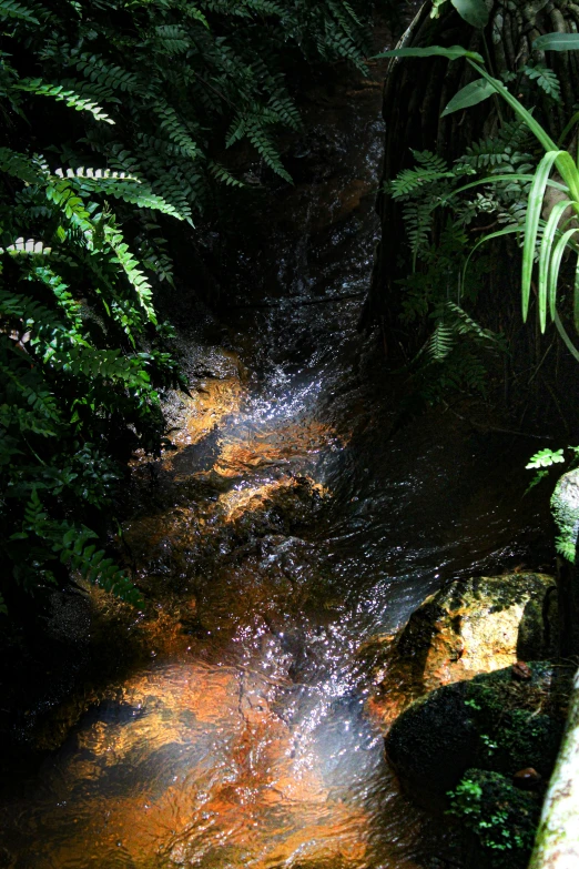 a stream flowing through the middle of a forest