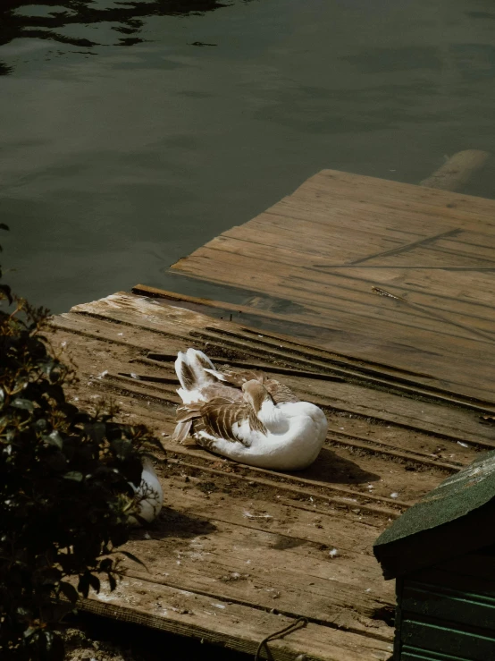 the cat is sleeping on the dock by the water