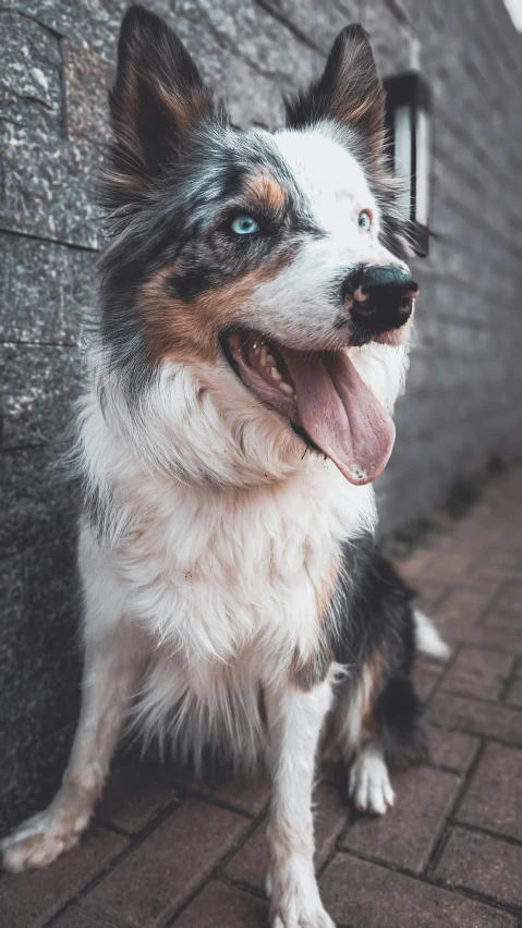 a dog with it's tongue hanging out by a brick wall