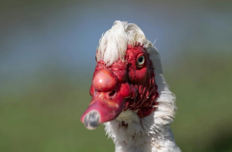 a bird with white and red feathers standing in the grass