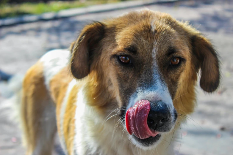 a brown and white dog looking down with his tongue out