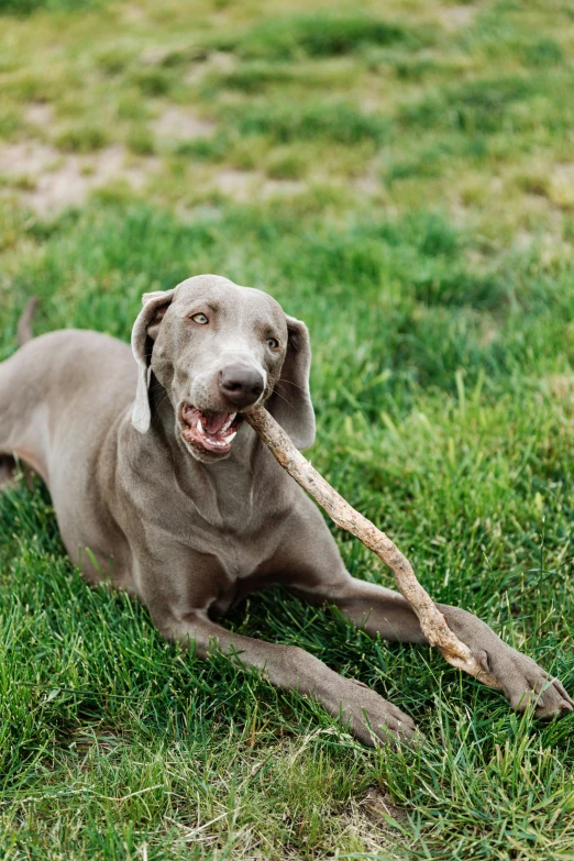 a gray dog with a tuggie laying on the grass