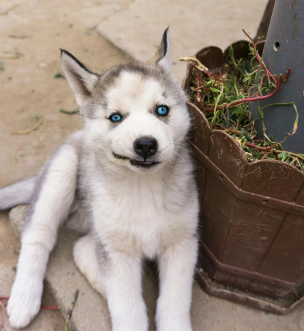 a puppy is posing next to a brown plant pot