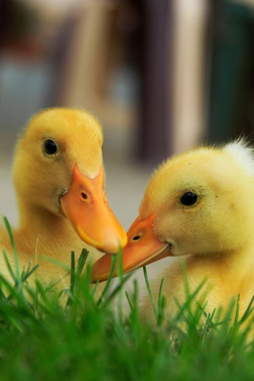 two young ducks looking into the camera with their beaks together