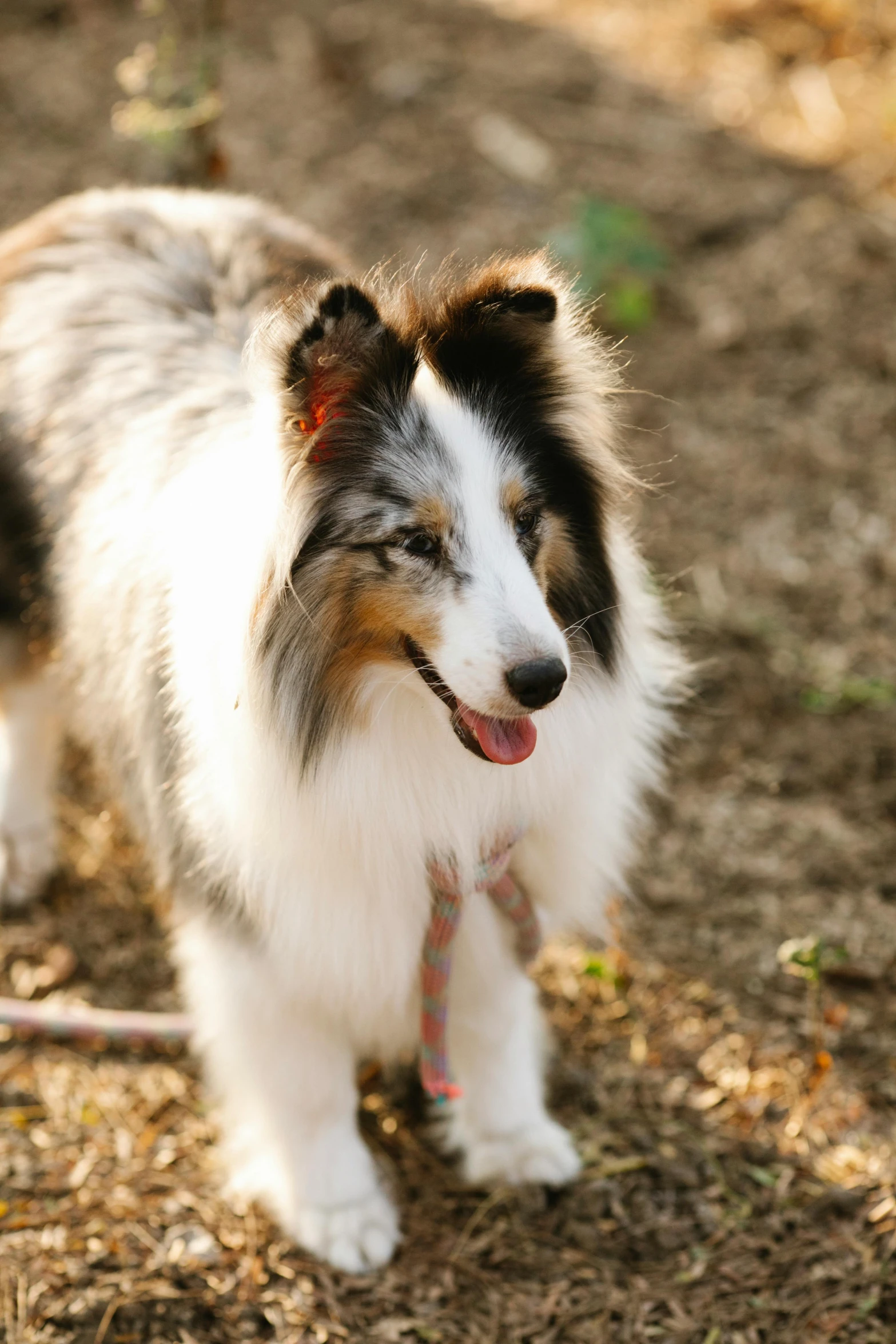 a close up of a dog with a chain