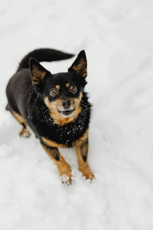 a dog standing in the snow in the day