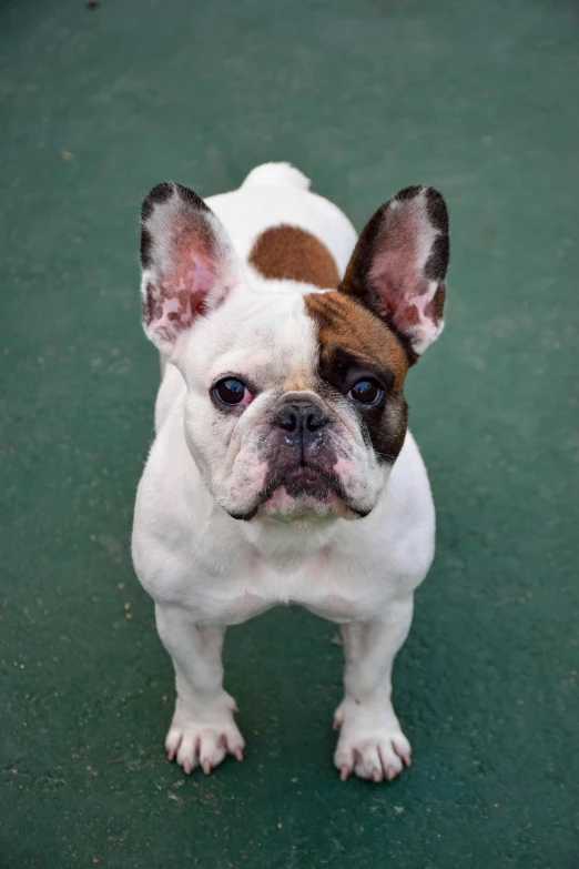 an adorable dog stands in the middle of a court