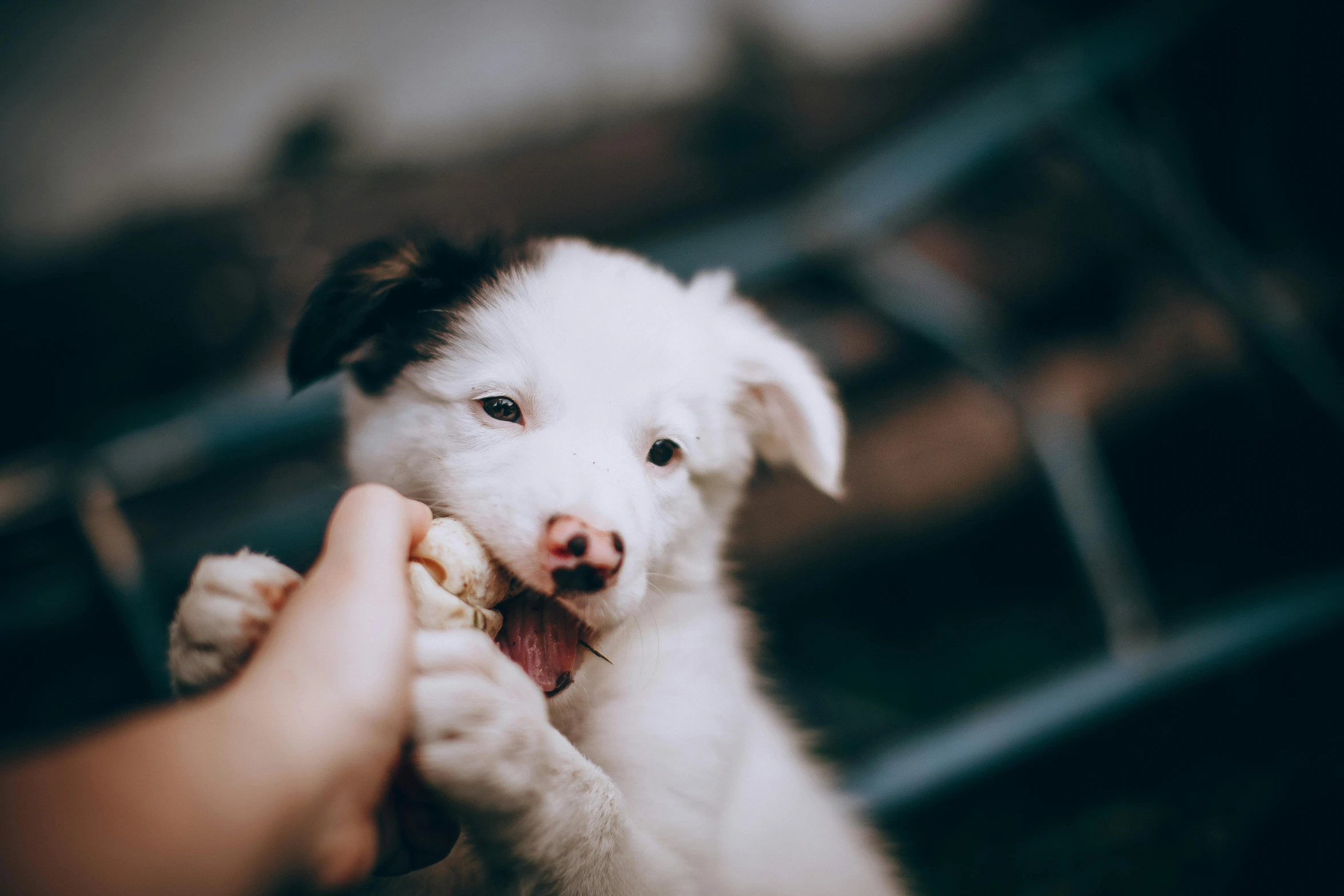 a small white puppy is being held by someone