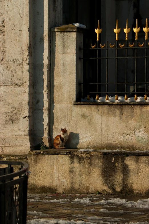 a cat is laying on the ledge under the window