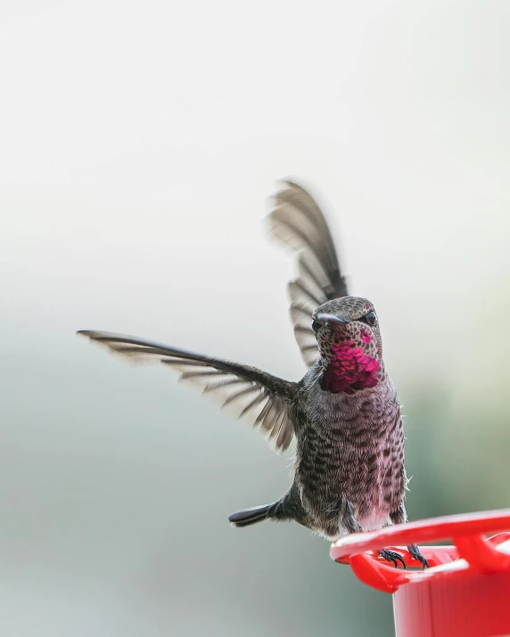 a bird flying over a feeder with a red handle