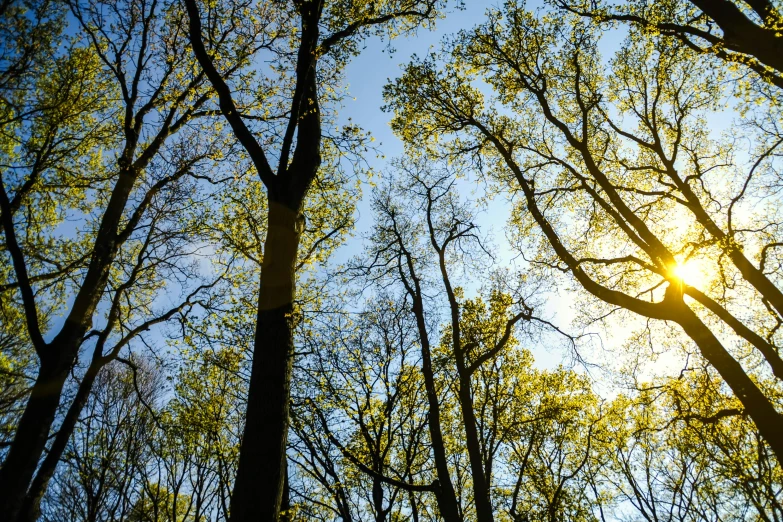 the sun is shining in the trees and blue sky