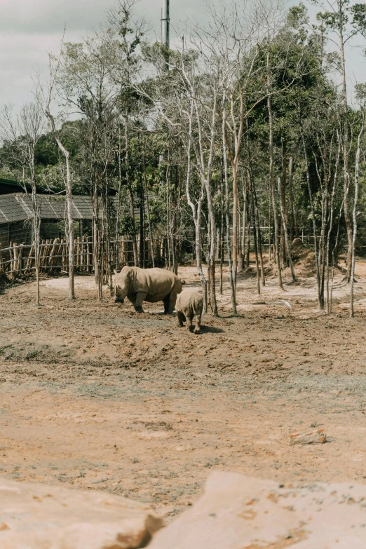 an adult and young rhino in a dirt field