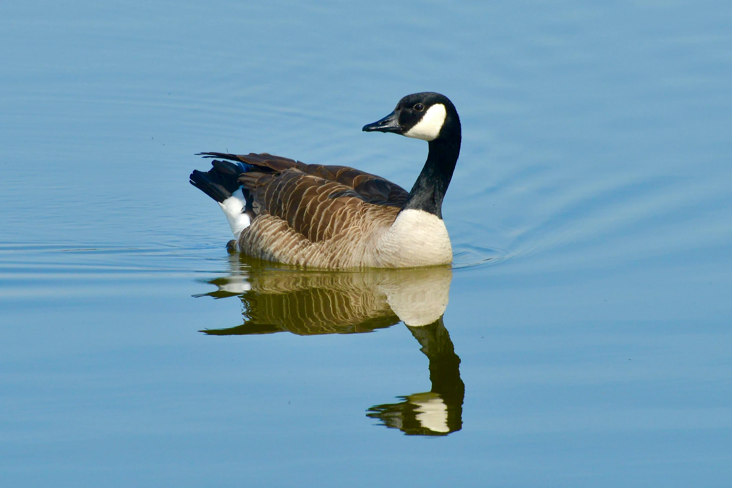 there is a large duck that is swimming in the water