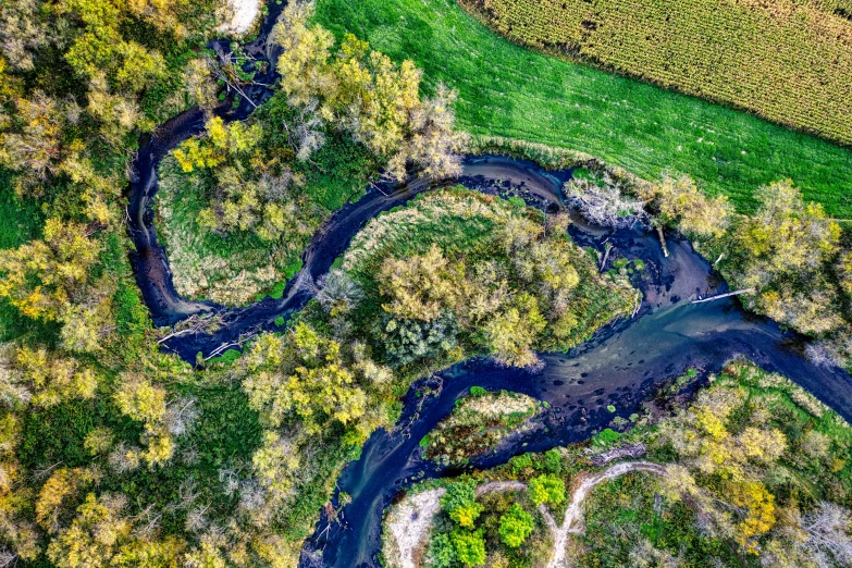 an aerial view of trees and water flowing through them