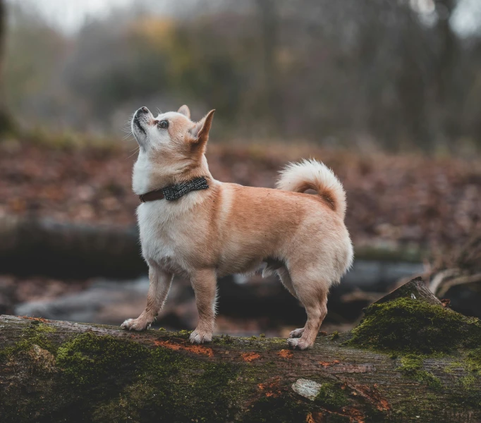 a small dog that is standing on some moss