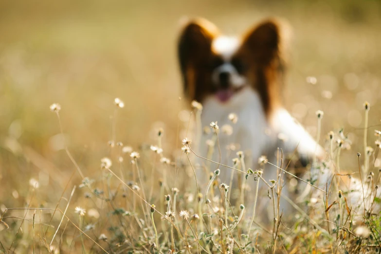 a dog sitting in a field looking at the camera