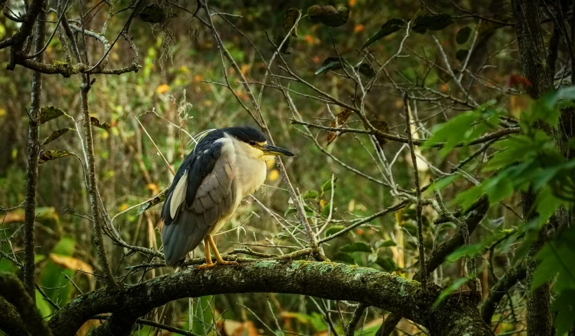 a little bird sitting on a limb in the middle of some nches