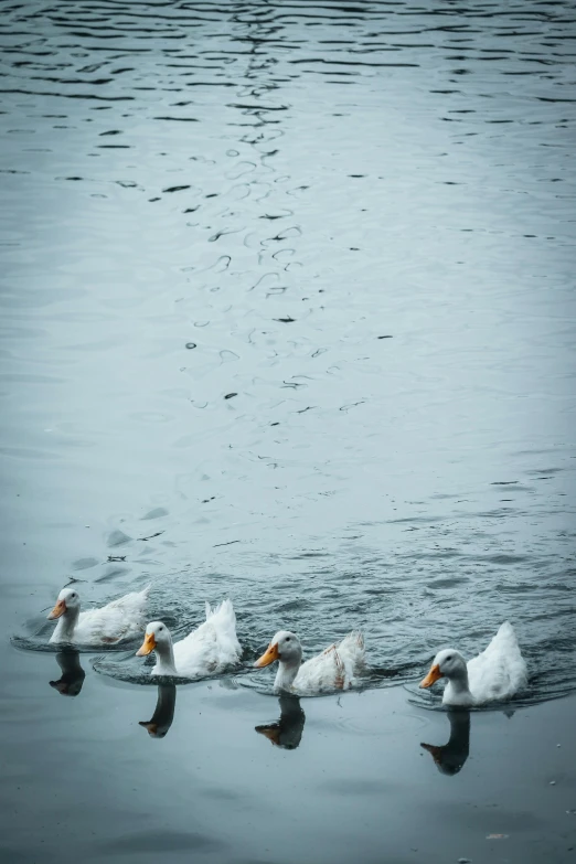 four white ducks swimming in water with some water bubbles