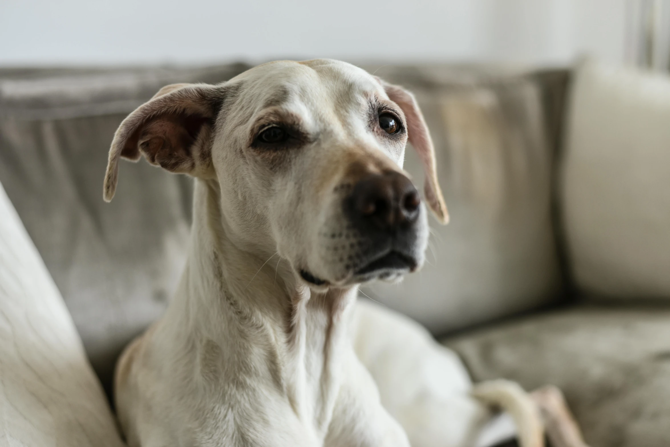 a dog is sitting on a white couch