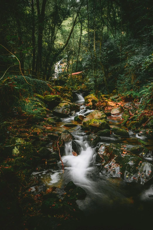 a stream in the woods near trees and rocks