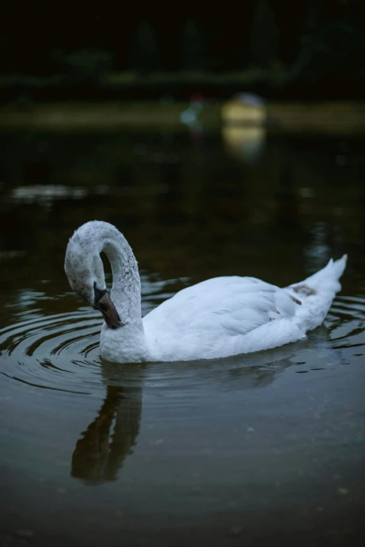 a white swan is floating on the lake