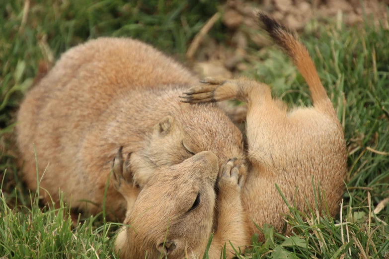 small animals lying on top of each other in the grass