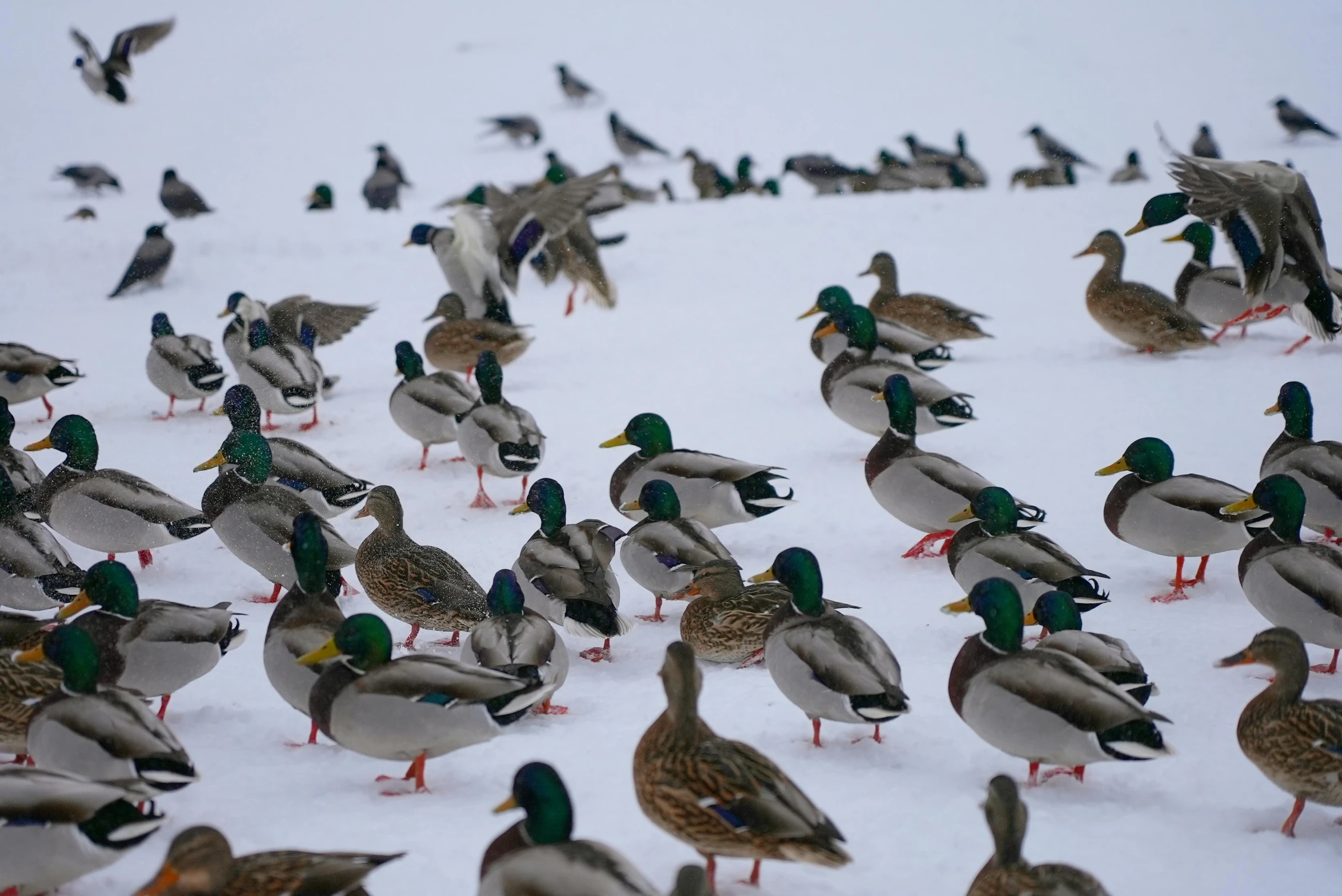 a flock of ducks standing around on the snow