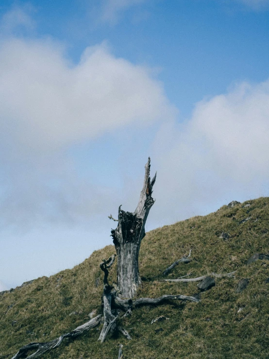 an old tree sits at the base of a steep hill