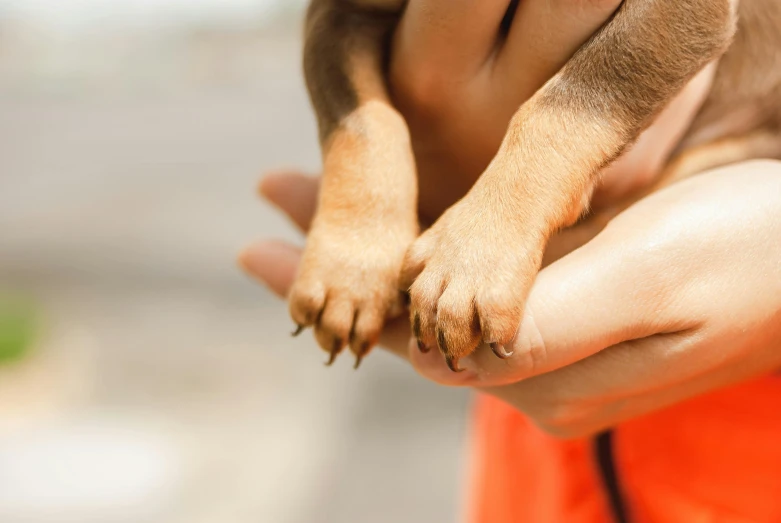 a person holding a little dog in their arms