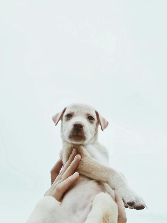 a dog being held up by the human