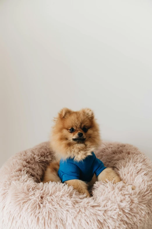 a small dog sits in a large pet bed