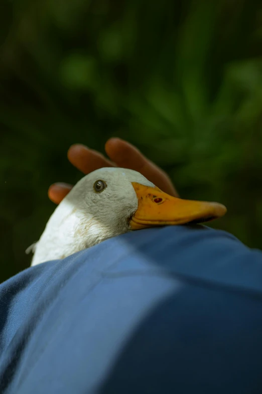 a white duck with yellow beak standing next to a mans hand