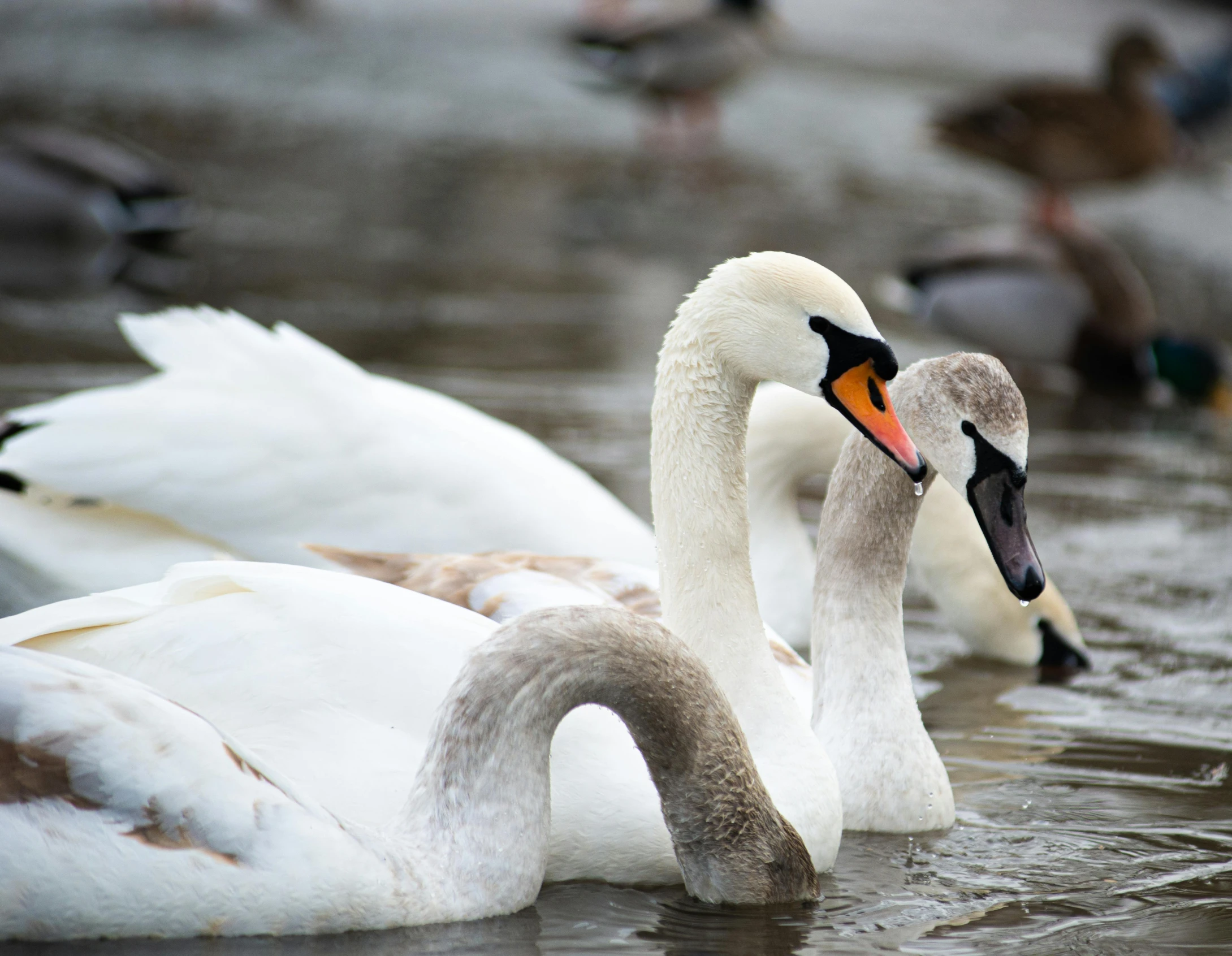 two swans that are sitting in the water